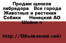 Продам щенков лабрадора - Все города Животные и растения » Собаки   . Ненецкий АО,Шойна п.